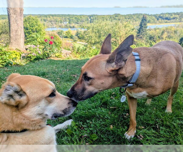 Medium Photo #6 German Shepherd Dog-Saluki Mix Puppy For Sale in Sebec, ME, USA