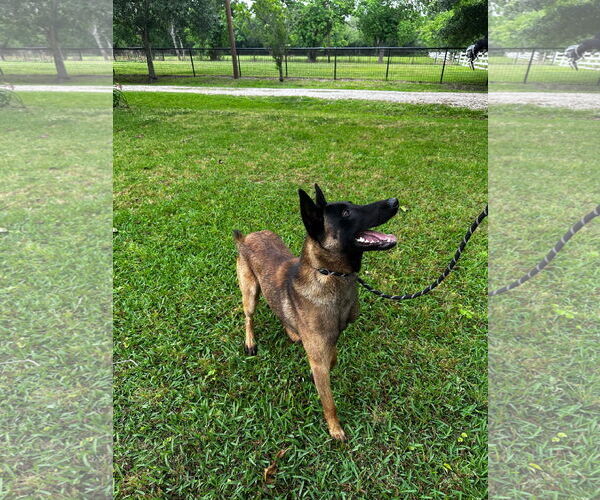 Medium Photo #7 Mutt Puppy For Sale in Stevens Point, WI, USA