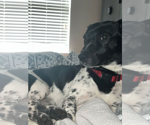 Medium Photo #2 Jack Russell Terrier-Unknown Mix Puppy For Sale in Sanford, FL, USA