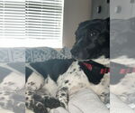 Small #1 Jack Russell Terrier Mix