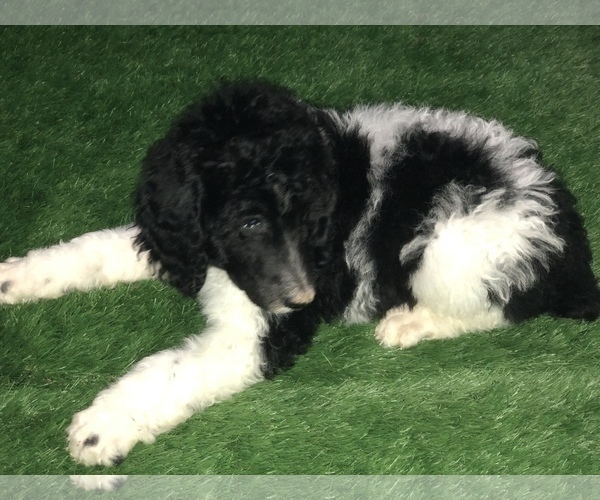 Medium Photo #3 Poodle (Standard) Puppy For Sale in BELLA VISTA, AR, USA