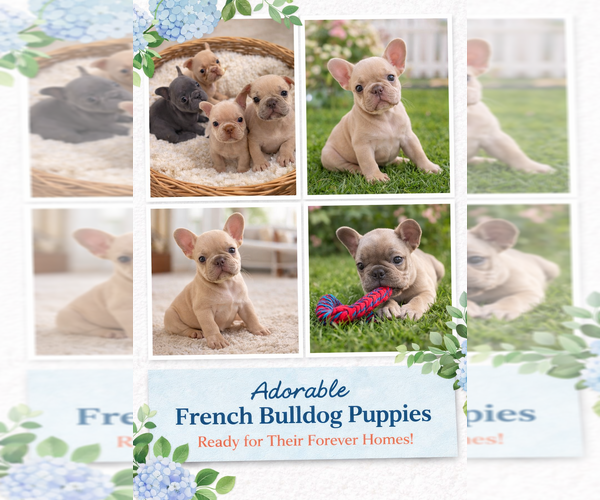 Medium Photo #1 French Bulldog Puppy For Sale in VALRICO, FL, USA