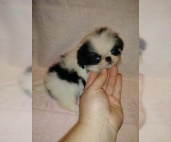 Medium Photo #4 Japanese Chin Puppy For Sale in SAINT HEDWIG, TX, USA