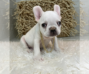 French Bulldog Puppy for sale in MBORO, TN, USA
