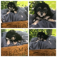 Bernedoodle-Poodle (Toy) Mix Puppy for sale in PRIOR LAKE, MN, USA