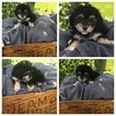 Small Bernedoodle-Poodle (Toy) Mix