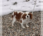 Small Photo #1 Cavalier King Charles Spaniel Puppy For Sale in MIDDLEBURY, IN, USA