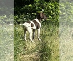 Puppy Rocky German Shorthaired Pointer