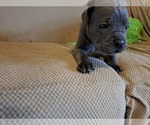 Small Photo #5 Cane Corso Puppy For Sale in JACKSON, GA, USA