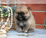 Small Photo #6 Pomeranian Puppy For Sale in DECATUR, IN, USA