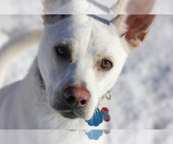 Medium Photo #8 Labrador Retriever-Unknown Mix Puppy For Sale in Farmington, MN, USA