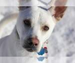 Small #7 Labrador Retriever Mix
