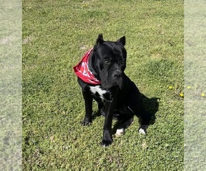 Mother of the Cane Corso puppies born on 04/28/2025