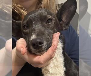 Cardigan Welsh Corgi-Unknown Mix Dogs for adoption in San Antonio, TX, USA