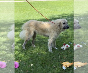 Dukey - Male Great Pyrenees Dog for Adoption - Photo #7
