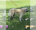 Small #6 Great Pyrenees