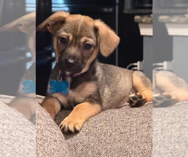 Medium Photo #3 Beagle-Unknown Mix Puppy For Sale in Plainfield, IL, USA