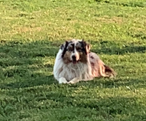 Father of the Australian Shepherd puppies born on 04/23/2025