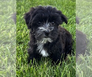 Morkie Puppy for sale in ROCK STREAM, NY, USA