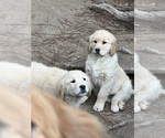 Image preview for Ad Listing. Nickname: New Goldens