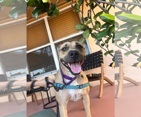 Medium Photo #9 Mutt Puppy For Sale in Pompano Beach , FL, USA