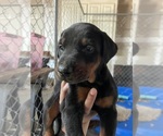 Small Photo #1 Doberman Pinscher Puppy For Sale in MODESTO, CA, USA