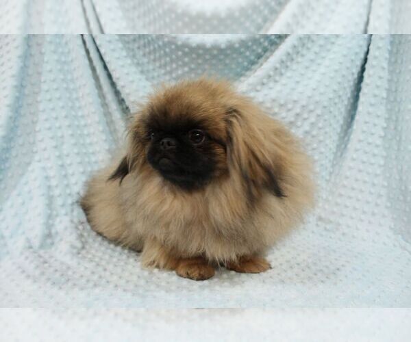 Medium Photo #4 Pekingese Puppy For Sale in JOICE, IA, USA