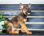 Puppy Sheba Malinois