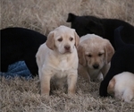 Puppy 3 Labradoodle-Labrador Retriever Mix