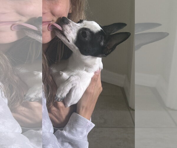 Medium Photo #15 Chihuahua-Unknown Mix Puppy For Sale in Valrico, FL, USA