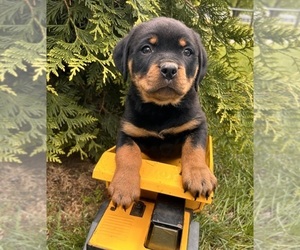Rottweiler Puppy for sale in MIDDLEBURY, IN, USA