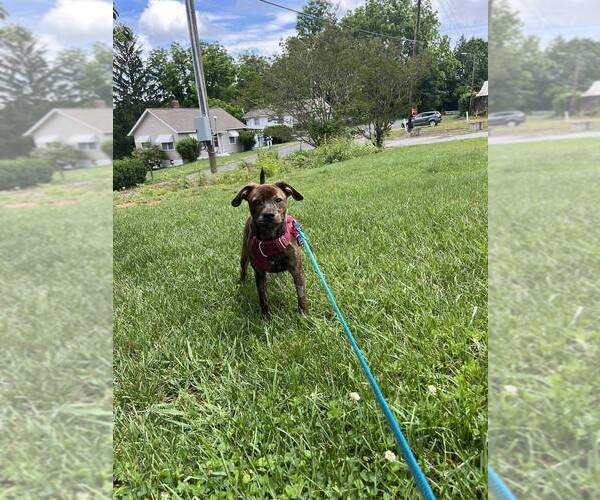 Medium Photo #3 Mutt Puppy For Sale in Candler, NC, USA