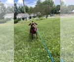 Small #2 Mutt