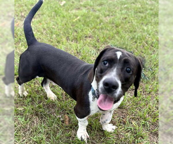 Medium Photo #3 Basset Hound-Unknown Mix Puppy For Sale in Deepwater, NJ, USA