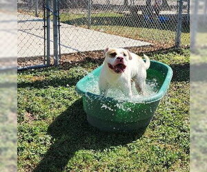 Amarillo GCH - Male Mutt Dog for Adoption - Photo #5