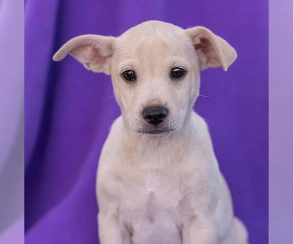 Medium Photo #9 Chug Puppy For Sale in San Diego, CA, USA