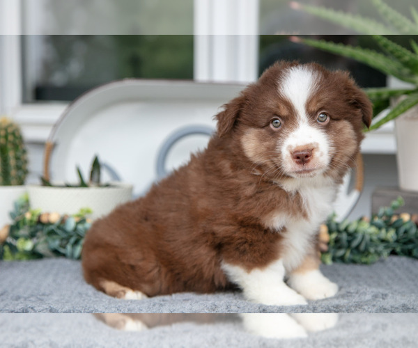 Medium Photo #2 Miniature Australian Shepherd Puppy For Sale in HOLMESVILLE, OH, USA