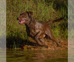 Small Photo #1 Labradoodle Puppy For Sale in DEEPWATER, MO, USA