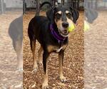 Small Black and Tan Coonhound Mix