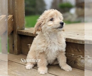 Goldendoodle (Miniature) Puppy for sale in WITHEE, WI, USA