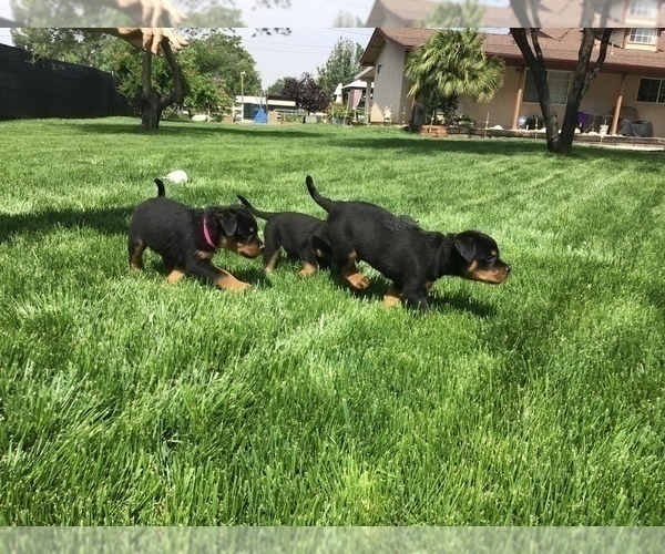 Medium Photo #29 Rottweiler Puppy For Sale in OAK GLEN, CA, USA