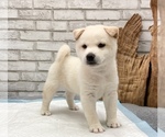 Small #2 Shiba Inu