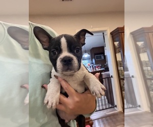 Boston Terrier Puppy for sale in FREDONIA, KS, USA