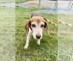 Small #6 Beagle