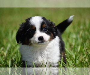 Miniature Australian Shepherd Puppy for sale in PALM COAST, FL, USA