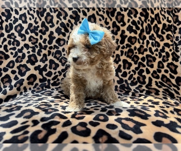 Medium Photo #4 Cockapoo (Miniature) Puppy For Sale in LAKELAND, FL, USA