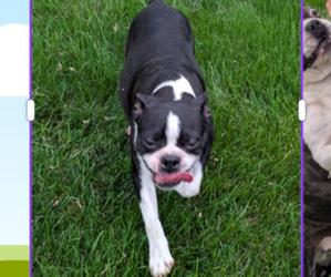 Mother of the Boston Terrier puppies born on 04/03/2025