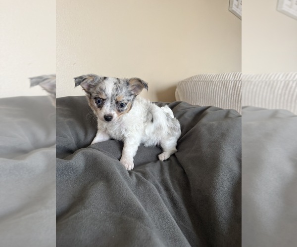 Medium Photo #6 Chihuahua Puppy For Sale in MARCUS, IA, USA