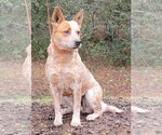 Small Photo #3 Red Heeler-Unknown Mix Puppy For Sale in Wetumpka, AL, USA