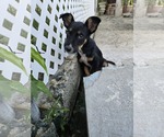 Small #1 American Rat Pinscher